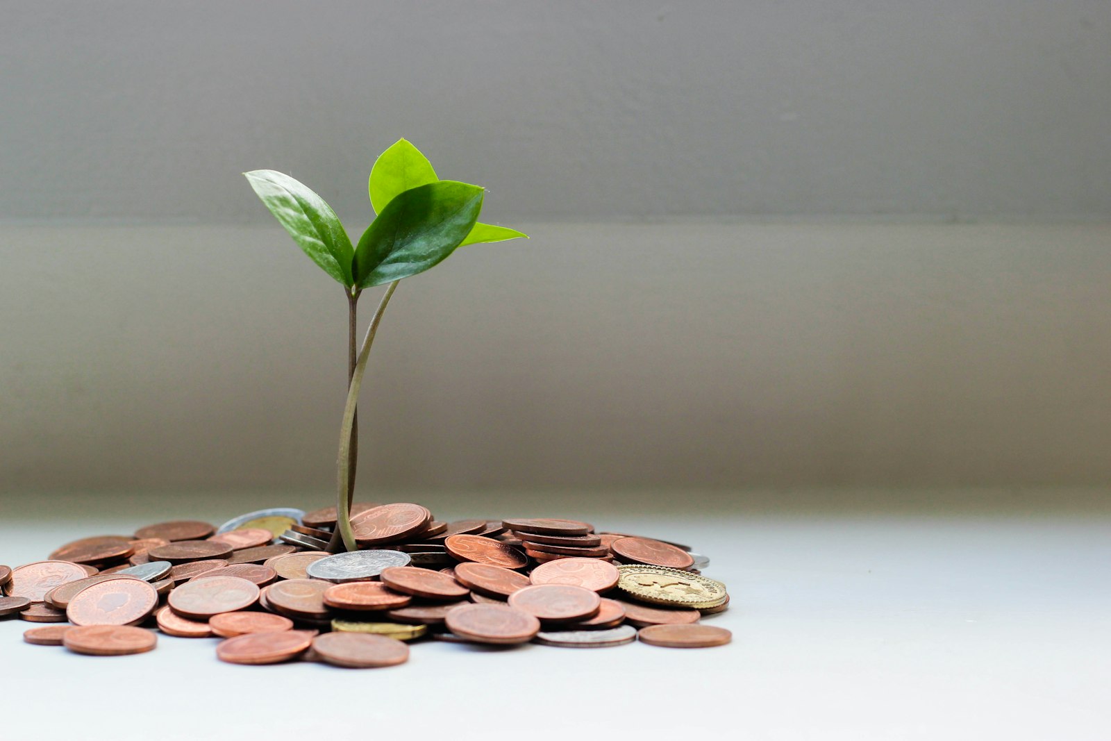 A small plant growing from a pile of coins